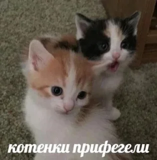 😳 emoji коти Telegram sticker 15 of 51
