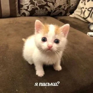 😳 emoji коти Telegram sticker 2 of 51