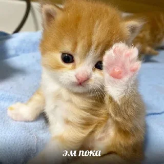 ✋ emoji коти Telegram sticker 5 of 51