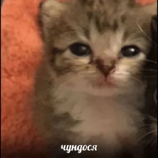 🥺 emoji коти Telegram sticker 1 of 51