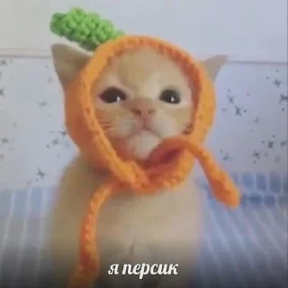 🍑 emoji коти Telegram sticker 18 of 51