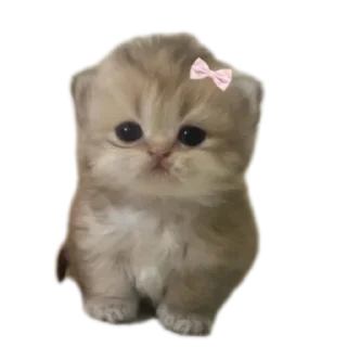 Sticker from Котэ