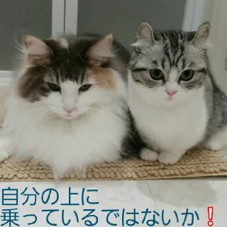 🍓 emoji котлеты по-киевски Telegram sticker 23 of 23