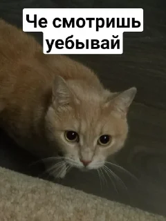 😡 emoji Кокс😡❤️ Telegram sticker 1 of 18