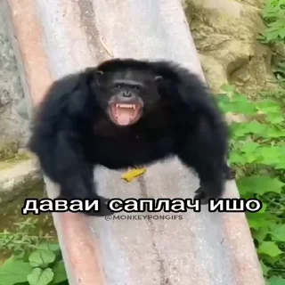 😢 emoji Пон :: @stikery_robot Telegram sticker 9 of 14