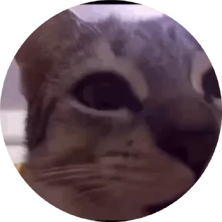 Sticker from 🐈🐈