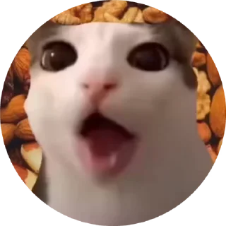 Sticker from 🐈🐈