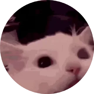 Sticker from 🐈🐈