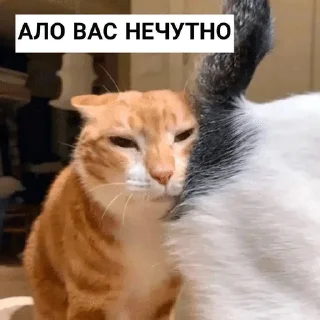 Sticker from Дізморальщина