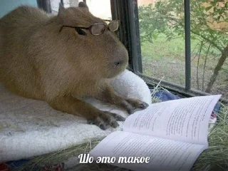 Sticker from Капибара