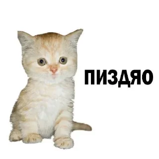 Sticker from бамс