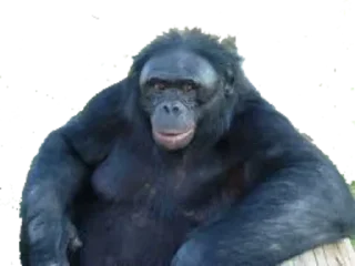 🙃 emoji наиболее обезьяны Telegram sticker 16 of 57
