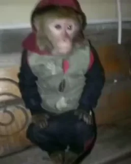 🐵 emoji наиболее обезьяны Telegram sticker 24 of 57