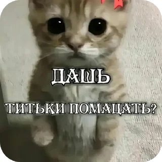 🐱 emoji Ода Telegram sticker 16 of 25