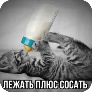 🐱 emoji Ода Telegram sticker 10 of 25