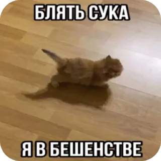 🐱 emoji Ода Telegram sticker 8 of 25