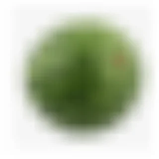 🍉 emoji Просроченный сыр Telegram sticker 4 of 22