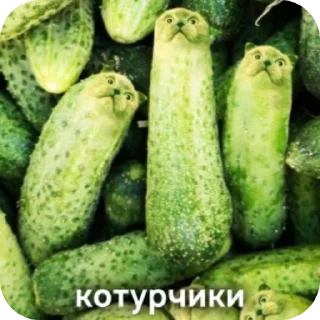 👄 emoji Просроченный сыр Telegram sticker 17 of 22