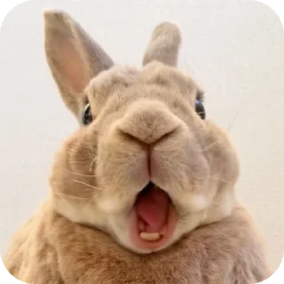 🌟 emoji Кролики🐰@kiwwaWi Telegram sticker 12 of 120