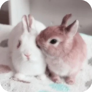 🌟 emoji Кролики🐰@kiwwaWi Telegram sticker 13 of 120