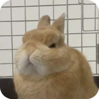 🌟 emoji Кролики🐰@kiwwaWi Telegram sticker 6 of 120