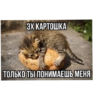🐱 emoji пукнул Telegram sticker 13 of 90