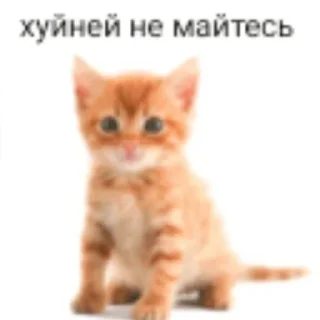 🐱 emoji пукнул Telegram sticker 19 of 90