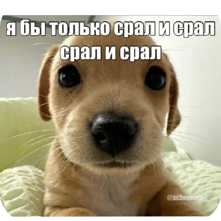 🐶 emoji пукнул Telegram sticker 15 of 90