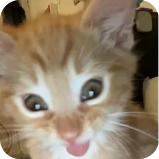 🐱 emoji пукнул Telegram sticker 12 of 90
