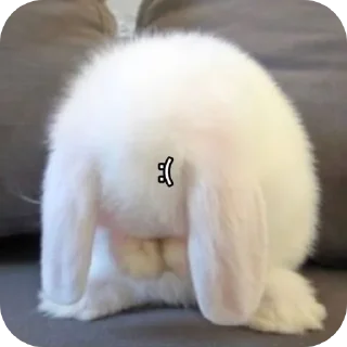 🌟 emoji Кролики🐰@kiwwaWi Telegram sticker 18 of 120