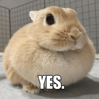 ✅ emoji кролики! Telegram sticker 11 of 11