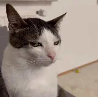😒 emoji 𝗖𝗔𝗧𝗦 (💭) @SNOVVVY Telegram sticker 12 of 82