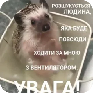 🖼 emoji Бішані їжаки Telegram sticker 5 of 9