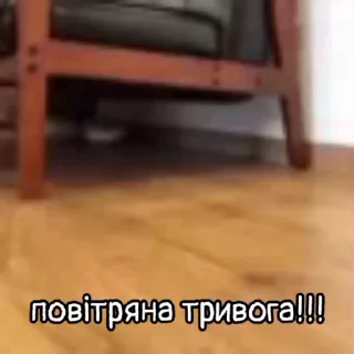🔴 emoji Бішані їжаки Telegram sticker 8 of 9