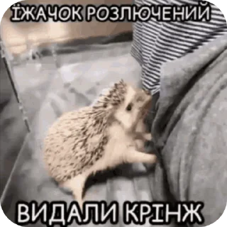 👍 emoji Бішані їжаки Telegram sticker 7 of 9