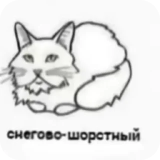 Sticker from жопа @silly_salt