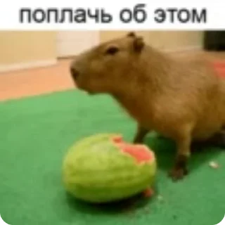 Sticker from капибарки