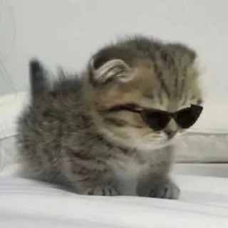 🕶️ emoji котики🤍 Telegram sticker 19 of 61
