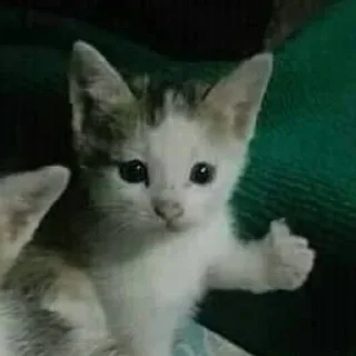 👍 emoji котики🤍 Telegram sticker 17 of 61