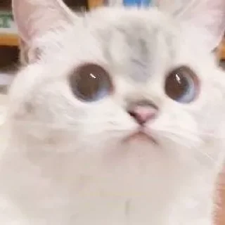 😳 emoji MFS | @bbkpack 👻 [нп] Telegram sticker 15 of 109
