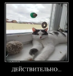 👍 emoji @djieo Для важных переговоров!! Telegram sticker 15 of 60