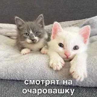 😘 emoji @djieo Для важных переговоров!! Telegram sticker 20 of 60