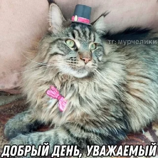 🧐 emoji @djieo Для важных переговоров!! Telegram sticker 22 of 60