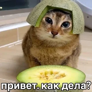 😏 emoji @djieo Для важных переговоров!! Telegram sticker 24 of 60