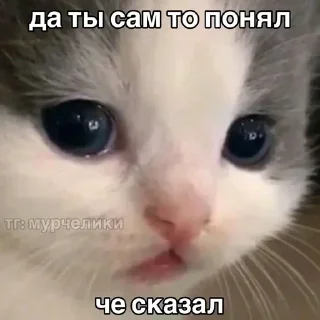 Sticker from @djieo Для важных переговоров!!