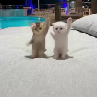 Sticker from Silly kittens