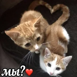 🥰 emoji @djieo Для важных переговоров!! Telegram sticker 12 of 60