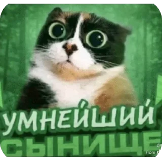 😎 emoji КУКИ Telegram sticker 6 of 51