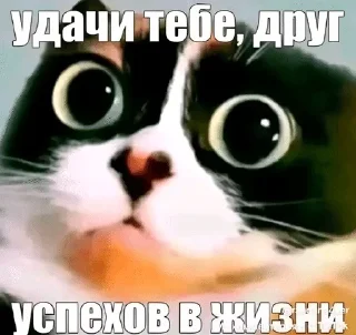 Sticker from Куки сливкишоу @coolguyyyyyyy