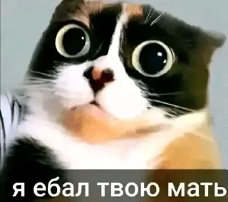 Sticker from Куки сливкишоу @coolguyyyyyyy